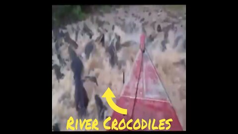 Crossing the River Full Of Crocodiles