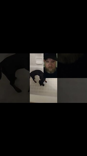 My #dachshund loves #blunt ashes #weed #dogs #dogfacts