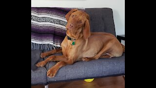 Adorable Puppy Having a Serious Conversation with Owner