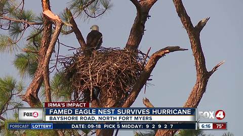 Eagle cam nest survives Hurricane Irma