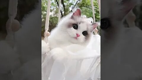 cute cat #funny #cats #dogs #funny #Funniestvideo #Cats