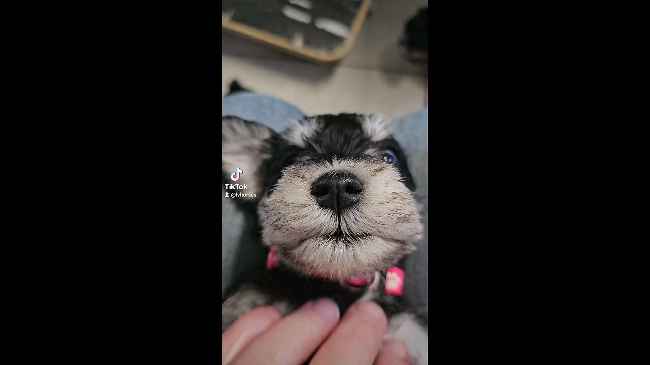 A'Lord Miniature Schnauzer