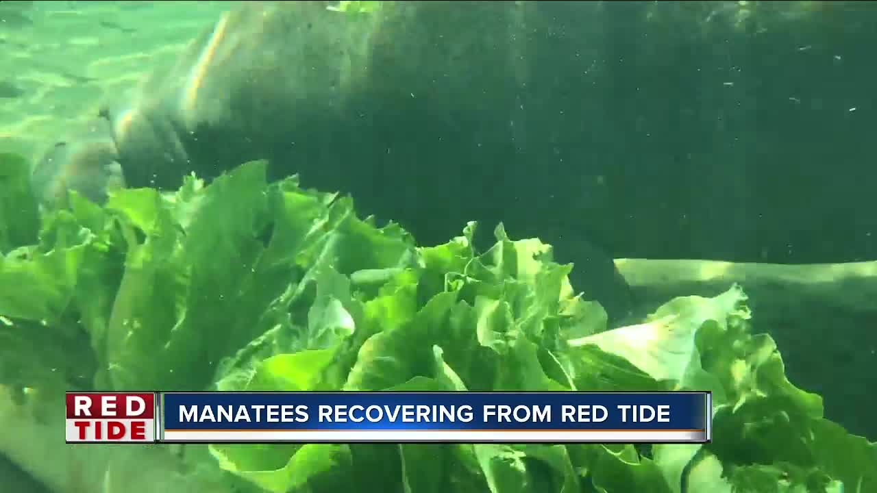 Manatees rescued from red tide recovering in Homosassa until it's safe to return home