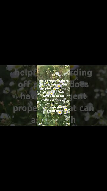 Prairie Fleabane #farmlife #nature #wildflowers