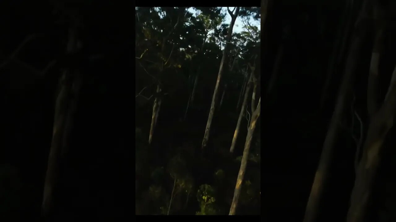Flying Through The Forrest at Golden Hour 🌄🌳🥹 GoPro Hero 11 #shorts #gopro #forrest #nature #fpv