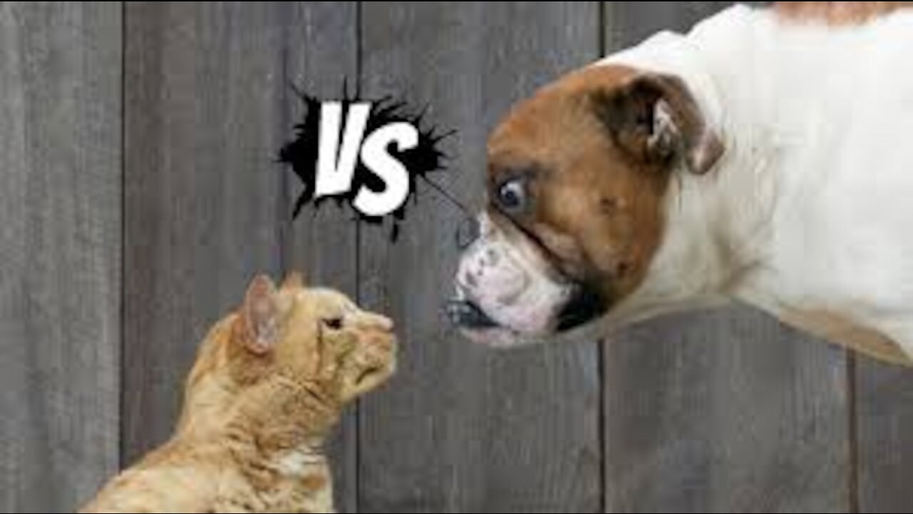 Cute and Funny Cat Dog Videos Short Compilation Funny Cats Video