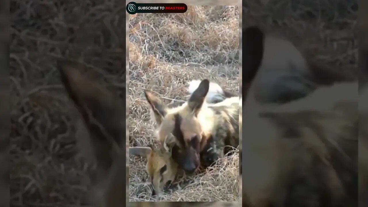 Wilddogs crunch baby Impala face