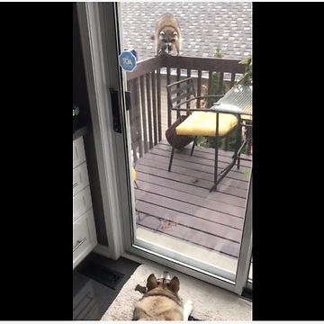 Tail-Wagging Raccoon Visits His Canine Friend