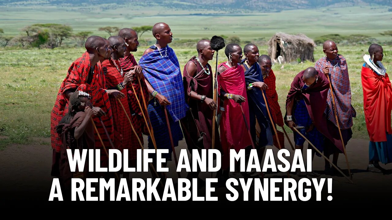 Secrets of Maasai Wildlife Harmony | How the Maasai and Wildlife Coexist!