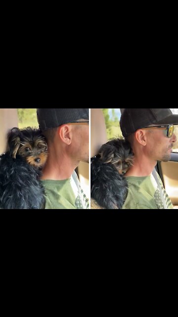 Yorkie Puppy Loves Cuddling On Owner's Neck During Car Ride