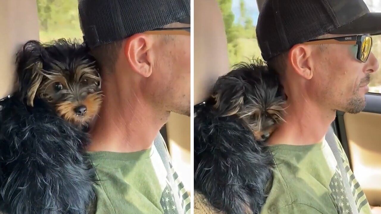 Yorkie Puppy Loves Cuddling On Owner's Neck During Car Ride