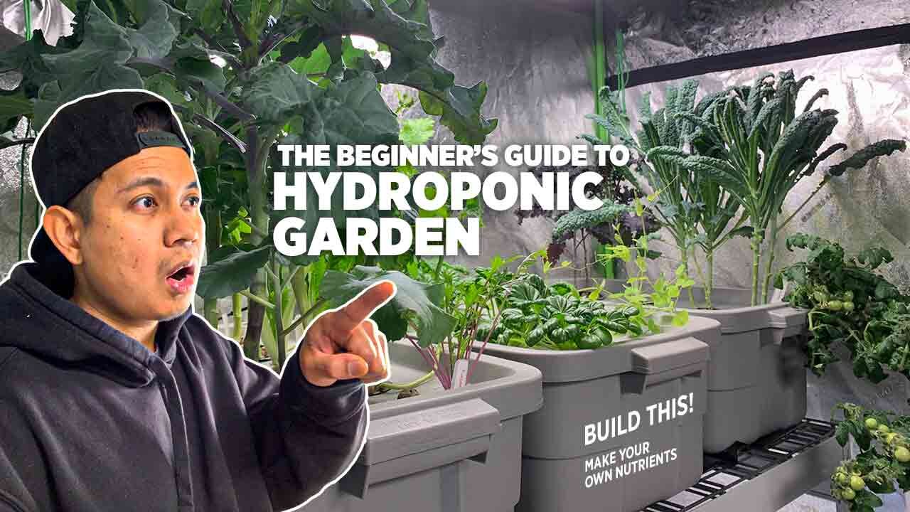 The beginner's guide to hydroponic garden, plus DIY Containers and Homemade liquid nutrients