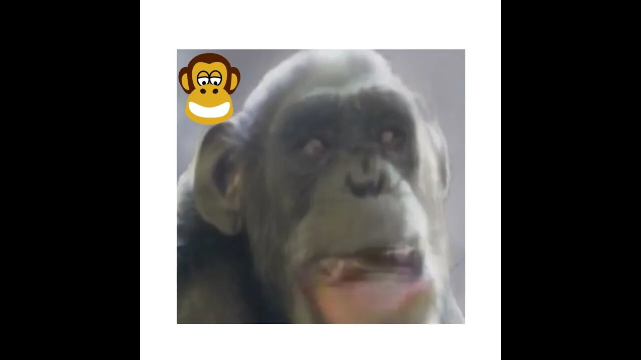 MONKEY SINGING SONG I shorts video