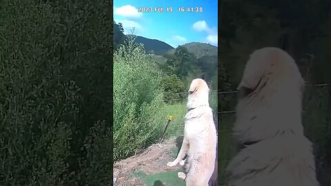 Farm Cam. Maremma on duty