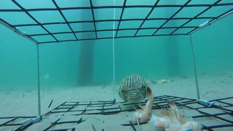 Outer Banks Crab Trap