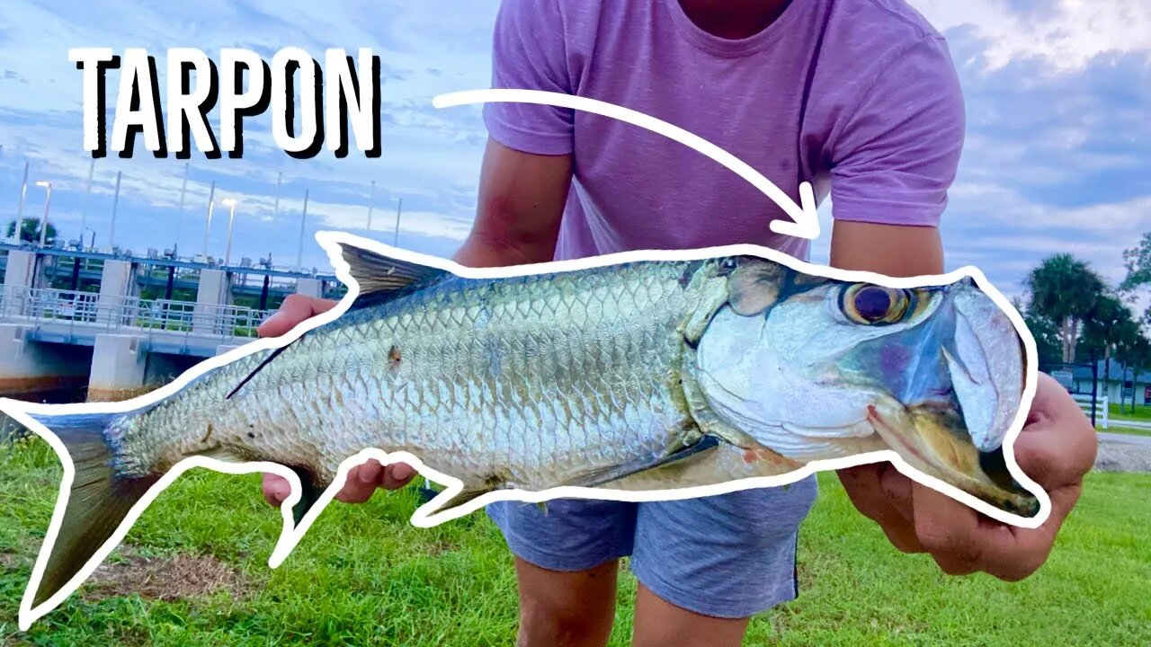 Catching FRESHWATER TARPON in a Spillway! 😳 (Light Tackle)