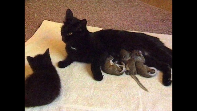 My New Foster Family