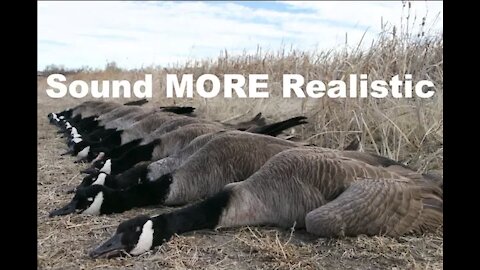 BEST goose calling tips for beginners 2