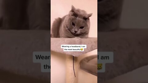OMG SO CUTE CATS ♥