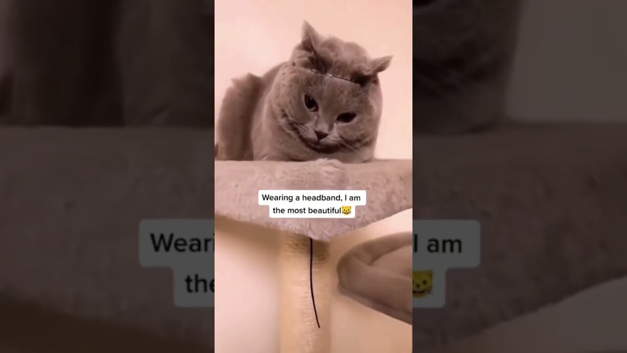 OMG SO CUTE CATS ♥