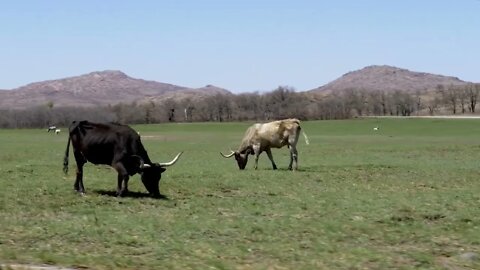 Bulls Grazing in Field Under Mountains