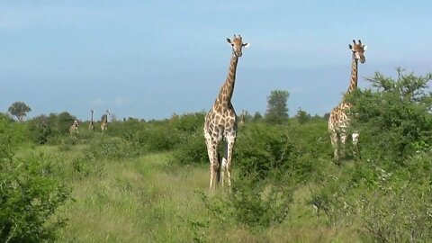 SOUTH AFRICA giraffes, Kruger national park (hd-video)-19