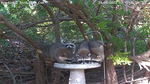 Key Largo Raccoons - 4 Raccoons at the bath!