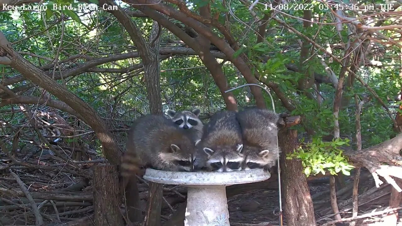 Key Largo Raccoons - 4 Raccoons at the bath!