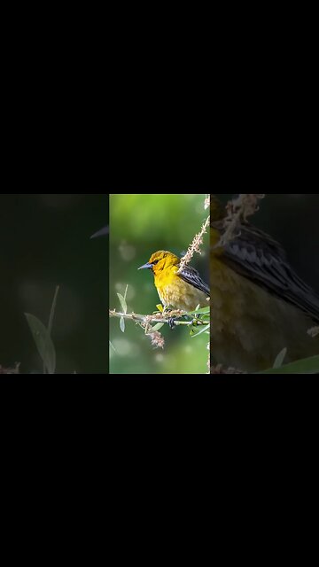 1 Minute Meditation I EMBRACE A CONTENT LIFE #shorts #youtubeshorts #1minutemeditation #birdsounds