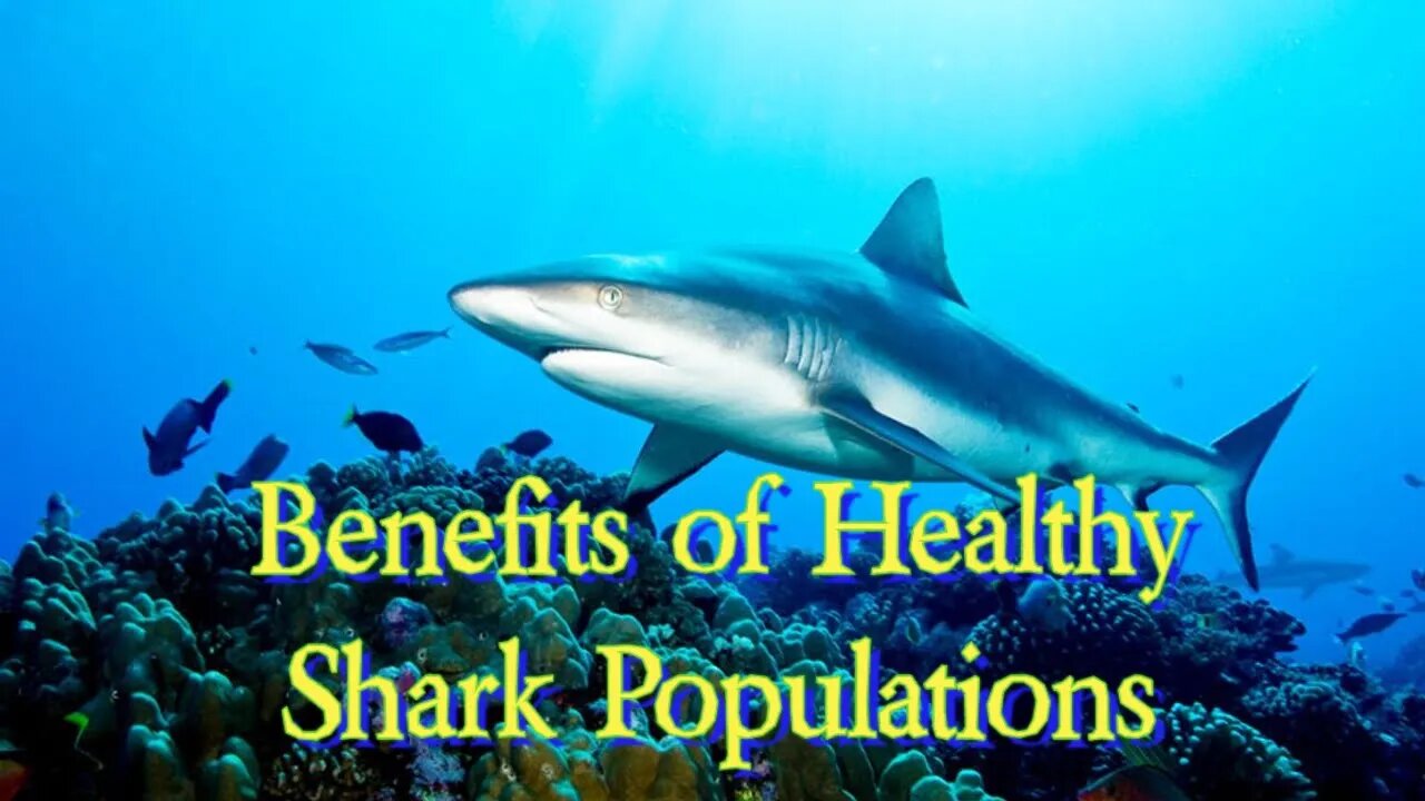 The Benefits of Healthy Shark Populations