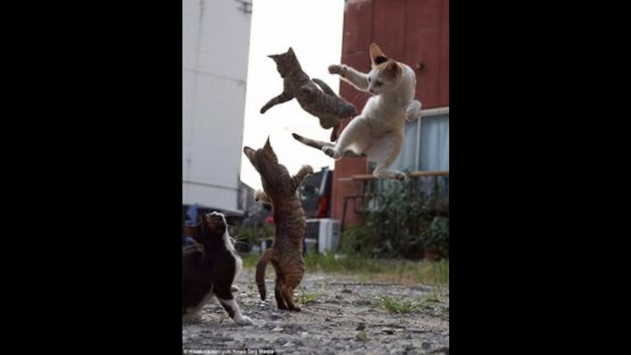 "Kung Fu" 😂 Cute Cat And Dog Doing Funny Thing Cat & Dog Compilation 😀