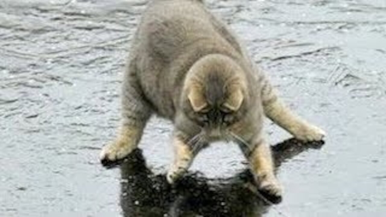 Funniest Pets 😹 Don't try to hold back Laughter and Enjoy 🤣🤣