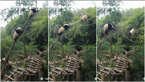 Panda cicciottello rompe l'albero inseguendo l'amico