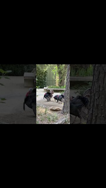 3 Turkeys making their Rounds, masculinity display, females close.