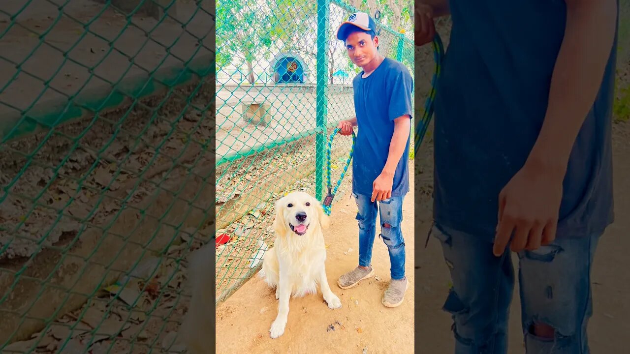 Ghostu Making Friends with Dilham Bhaiya 🐶😍 #goldenretriever #ytshorts #shortscreator #frindship
