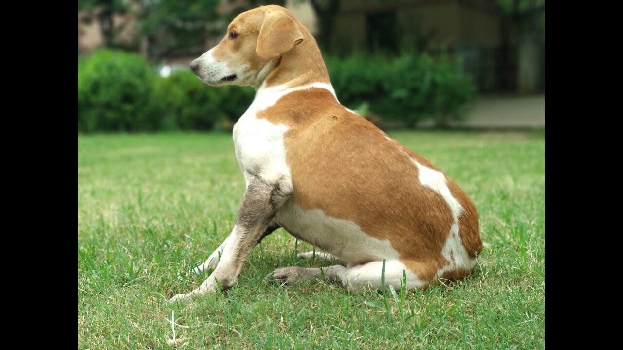 Dog Save Blind Man