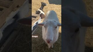 #animals #nap Resting after breakfast