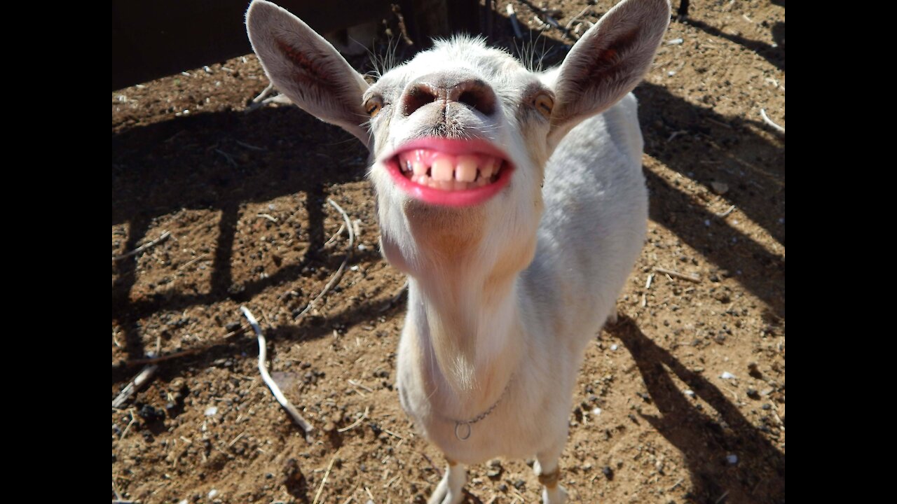 Funniest Goat Funny and cute compilation of goats.