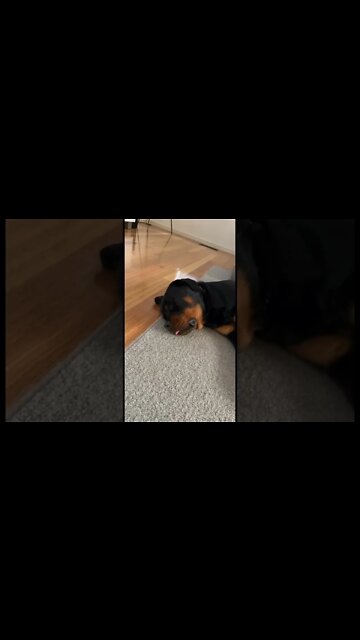 My Big Teddy Bear 🐻 Rottweiler Puppy! #Shorts #rottweiler #dogs