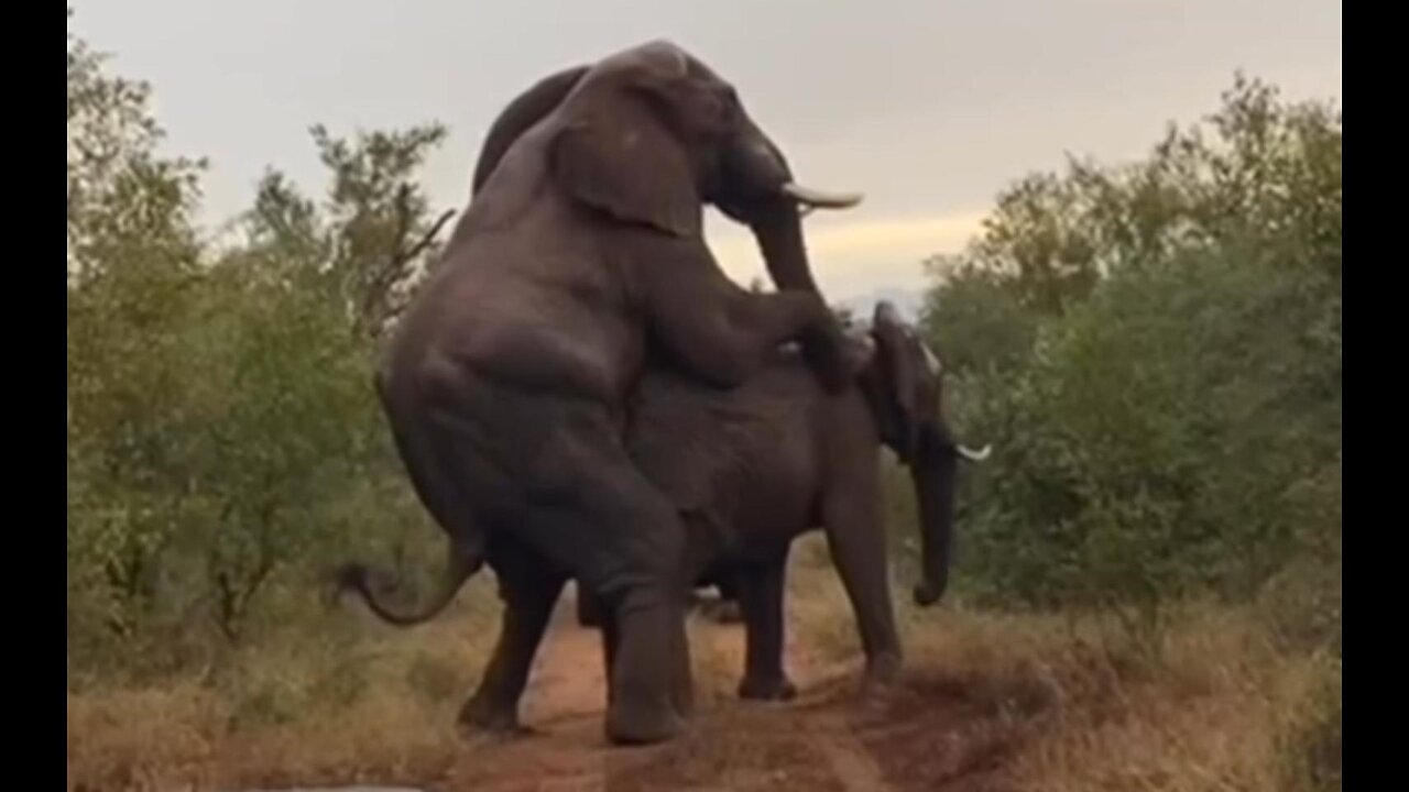 Rare sight of mating elephants in the African wild