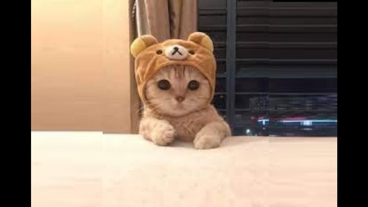Funny Cats Videos (2021) NEW