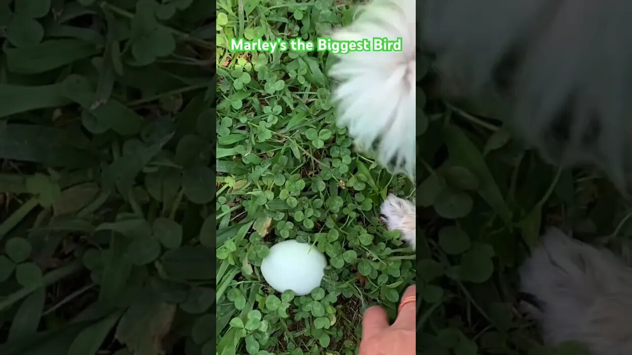 Does Your Dog Lay or Try to Hatch Eggs? LoL