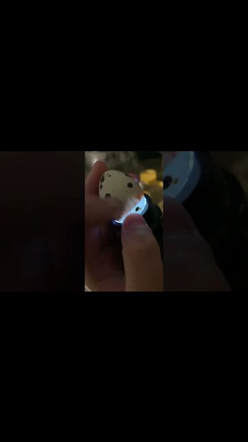 Candling Quail Eggs Before Lockdown! #hatchingeggs #shorts #babyquail