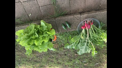 Garden harvest