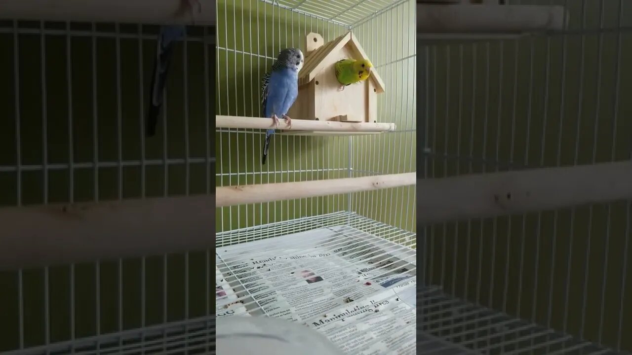 Female Budgie In Her Nesting Box 💖 #budgies #shorts #youtubeshorts #animallover #birds