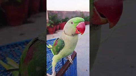 #cute Parrot