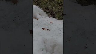 still snow #shorts