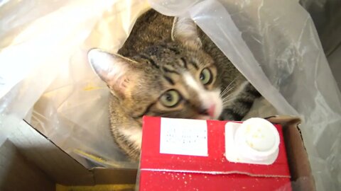 Cat in the Shopping Bag
