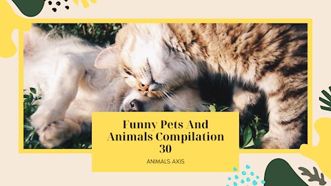 Funny Pets And Animals Compilation 30