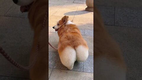 Funny ass🤣 #funnydog #shorts